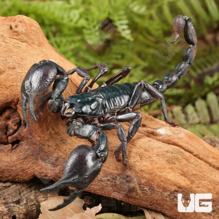 Asian Forest Scorpions For Sale - Underground Reptiles