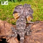 Baby Frilled Dragons For Sale - Underground Reptiles