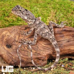 Baby Frilled Dragons For Sale - Underground Reptiles