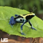 Patricia Tinctorius Dart Frogs For Sale - Underground Reptiles