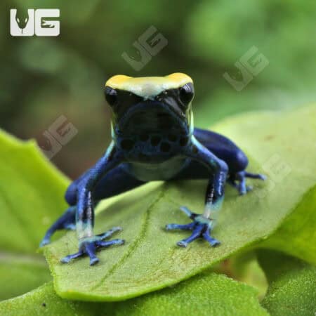 Patricia Tinctorius Dart Frogs For Sale - Underground Reptiles