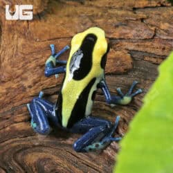 Patricia Tinctorius Dart Frogs For Sale - Underground Reptiles