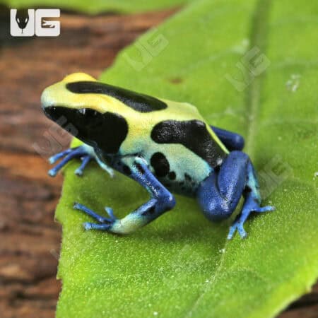Patricia Tinctorius Dart Frogs For Sale - Underground Reptiles