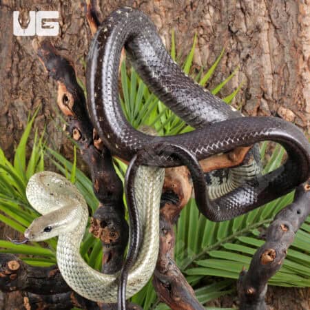 Jansen's Ratsnake Pair For Sale - Underground Reptiles