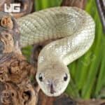 Jansen's Ratsnake Pair For Sale - Underground Reptiles