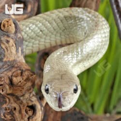 Jansen's Ratsnake Pair For Sale - Underground Reptiles