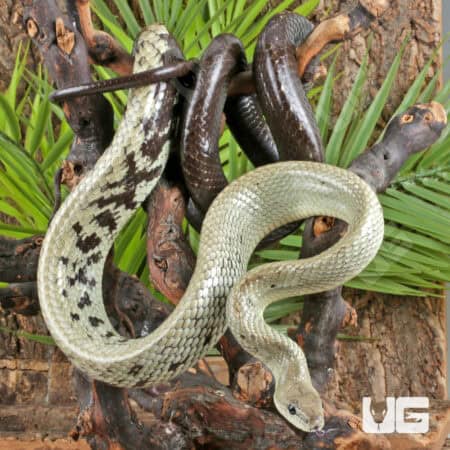 Jansen's Ratsnake Pair For Sale - Underground Reptiles