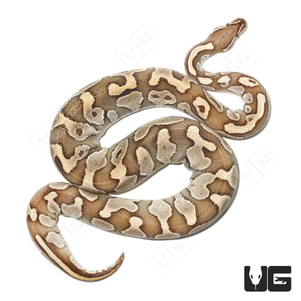 Baby Cinnamon GHI Ball Python For Sale Underground Reptiles