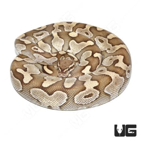 Adult female Lesser Ball Python, showcasing its beautiful patterned scales and calm demeanor.