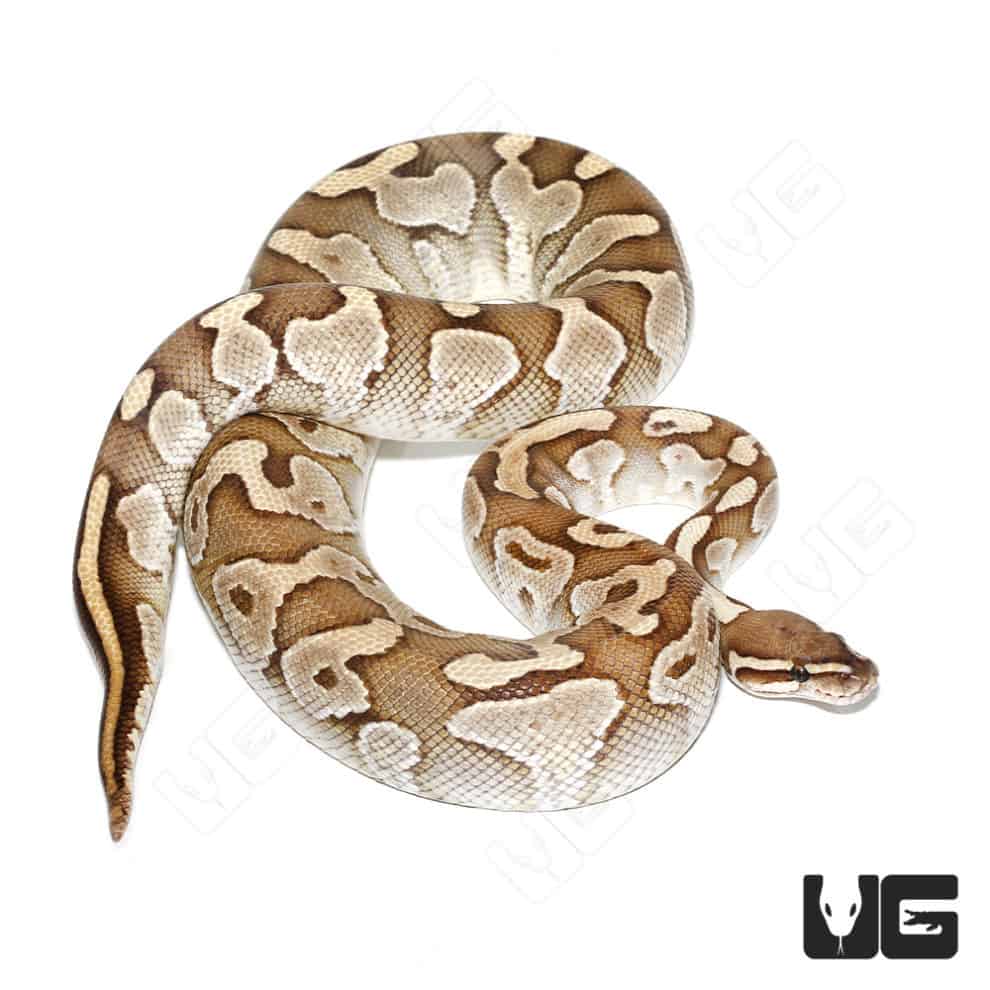 Baby Cinnamon GHI Ball Python For Sale Underground Reptiles