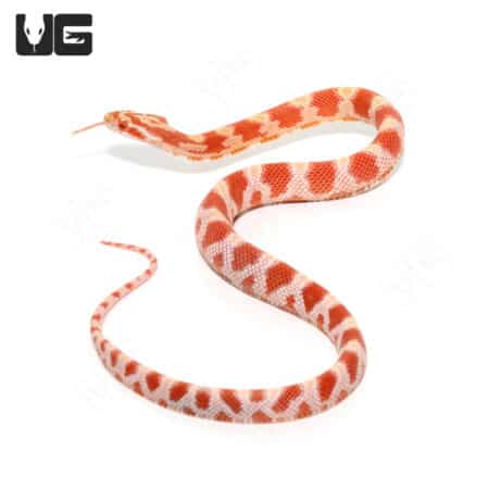Amel Het Palmetto Cornsnake, baby reptile for sale at Underground Reptiles.