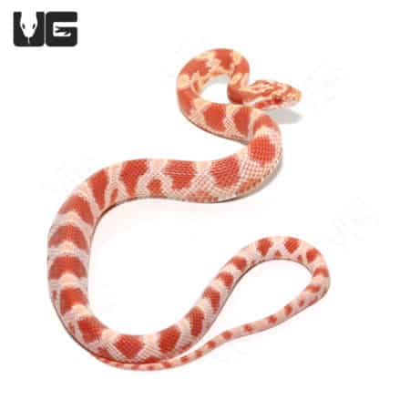 Amel Het Palmetto Cornsnake, juvenile reptile from Underground Reptiles.