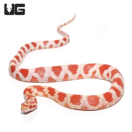 Amel Het Palmetto Cornsnake, juvenile with vibrant orange and white pattern.