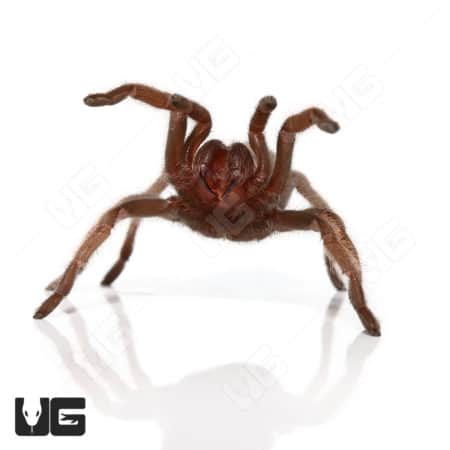 Arizona Blonde Tarantula, 1-2 inches, invertebrate pet from Underground Reptiles.