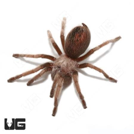Arizona Blonde Tarantula, 1-2 inches, ideal for exotic pet enthusiasts.