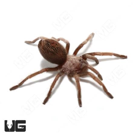 Close-up of Arizona Blonde Tarantula, 1-2 inches, on white background.
