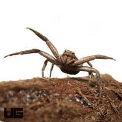 Arizona Crab Spider (Thomisidae sp. Arizona) For Sale - Underground Reptiles