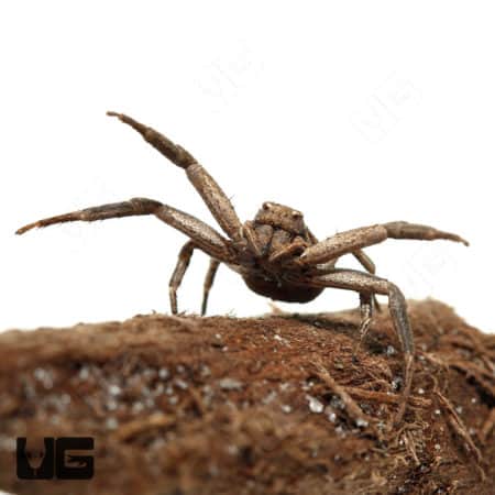 Arizona Crab Spider (Thomisidae sp. Arizona) For Sale - Underground Reptiles