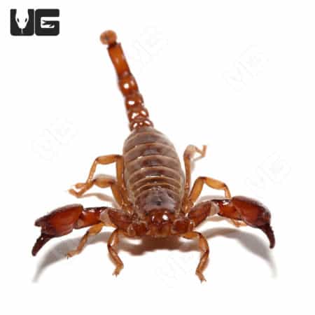 Arizona Smooth Claw Scorpion (Diplecentrus Spitzeri) For Sale - Underground Reptiles