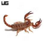 Arizona Smooth Claw Scorpion (Diplecentrus Spitzeri) For Sale - Underground Reptiles