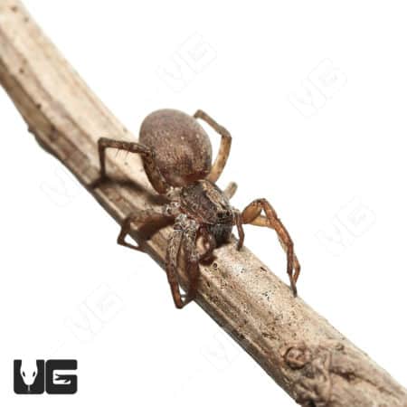 Arizona Wolf Spider (Varacosa gosiuta Sp) for sale - Underground Reptiles