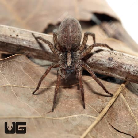 Arizona Wolf Spider (Varacosa gosiuta Sp) for sale - Underground Reptiles