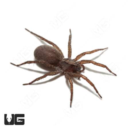 Arizona Wolf Spider (Varacosa gosiuta Sp) for sale - Underground Reptiles