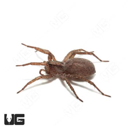 Detailed image of an Arizona wolf spider showcasing its brown, hairy body and long legs.