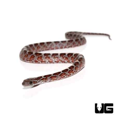 Baby Caramel Blood Cornsnake on white background.