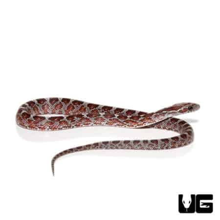 Baby Caramel Blood Cornsnake, a stunning and vibrant reptile from Underground Reptiles.
