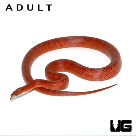 Caramel Blood Cornsnake, baby, on white background.