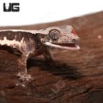 Baby Lilly White Crested Gecko #2 (Correlophus ciliatus) For Sale - Underground Reptiles