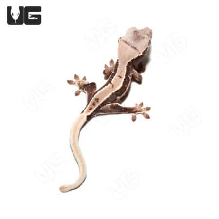 Baby Lilly White Crested Gecko #2 (Correlophus ciliatus) For Sale - Underground Reptiles