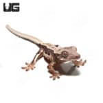 Baby Lilly White Crested Gecko #2 (Correlophus ciliatus) For Sale - Underground Reptiles