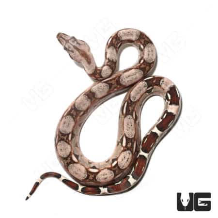 Baby Male Pastel Pink Colombian Boa (Boa c. constrictor) For Sale - Underground Reptiles