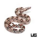 Baby Male Pastel Pink Colombian Boa (Boa c. constrictor) For Sale - Underground Reptiles