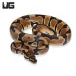 Baby Male Poss Super Blade Scaleless Head Ball Python (Python regius) For Sale - Underground Reptiles