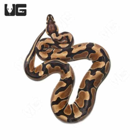 Baby Male Poss Super Blade Scaleless Head Ball Python (Python regius) For Sale - Underground Reptiles