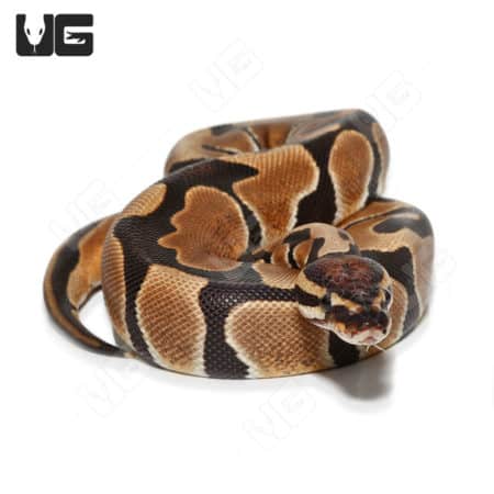 Baby Male Poss Super Blade Scaleless Head Ball Python (Python regius) For Sale - Underground Reptiles