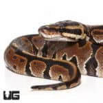 Baby Female Blade 66% Double Het Pied Clown Ball Python (Python regius) For Sale - Underground Reptiles
