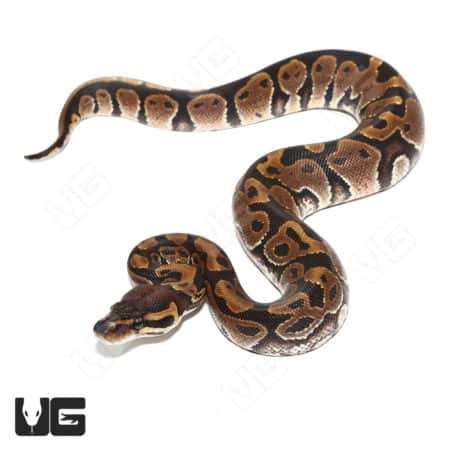 Baby Female Blade 66% Double Het Pied Clown Ball Python (Python regius) For Sale - Underground Reptiles
