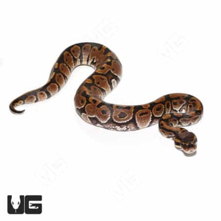Baby Female Blade 66% Double Het Pied Clown Ball Python (Python regius) For Sale - Underground Reptiles