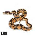 Baby Male Blade Pastel Redstripe 66% Double Het Pied Clown (Python regius) For Sale - Underground Reptiles