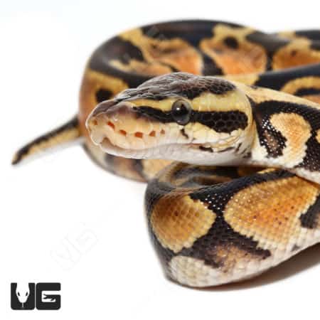 Baby Male Blade Pastel Redstripe 66% Double Het Pied Clown (Python regius) For Sale - Underground Reptiles