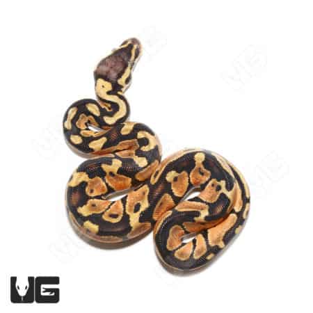 Baby Male Blade Pastel Redstripe 66% Double Het Pied Clown (Python regius) For Sale - Underground Reptiles