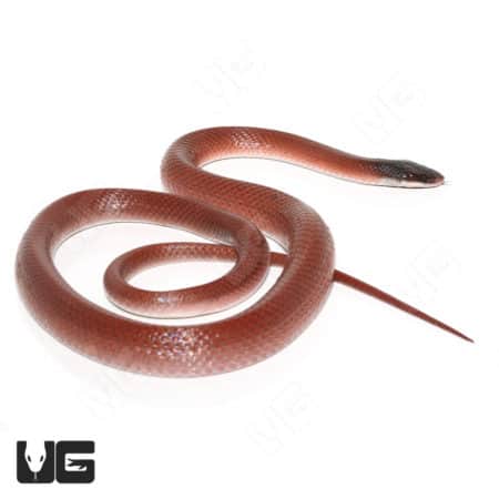 Crowned False Boas (Pseudoboa coronata) For Sale - Underground Reptiles