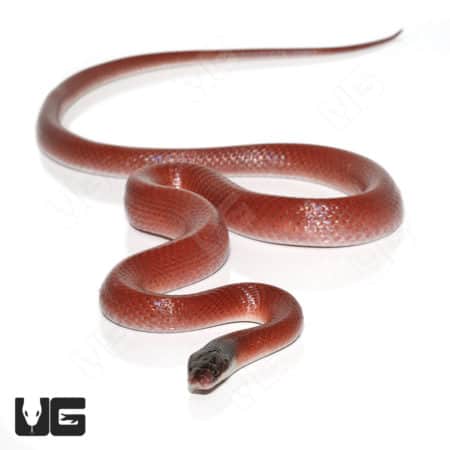 Crowned False Boas (Pseudoboa coronata) For Sale - Underground Reptiles