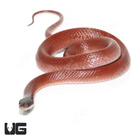 Crowned False Boas (Pseudoboa coronata) For Sale - Underground Reptiles