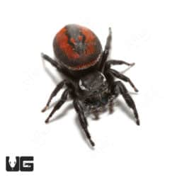 Desert Red Jumping Spider (Phidippus ardens) For Sale - Underground Reptiles