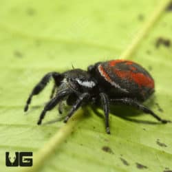 Desert Red Jumping Spider (Phidippus ardens) For Sale - Underground Reptiles